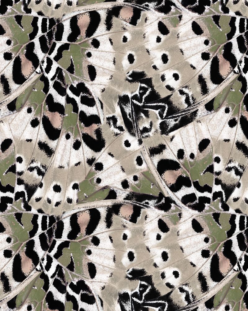BLREG2455-2455_5
