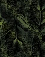 VMDTRAN2559-2559_5